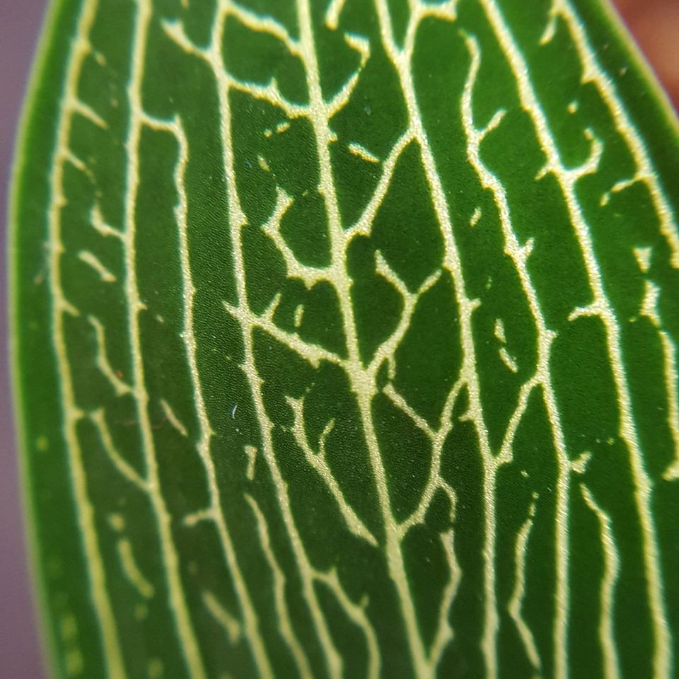 jewel orchid Ludisia discolor Silvergreen 5 by Macodes Jewel Orchids Carlise Jauch